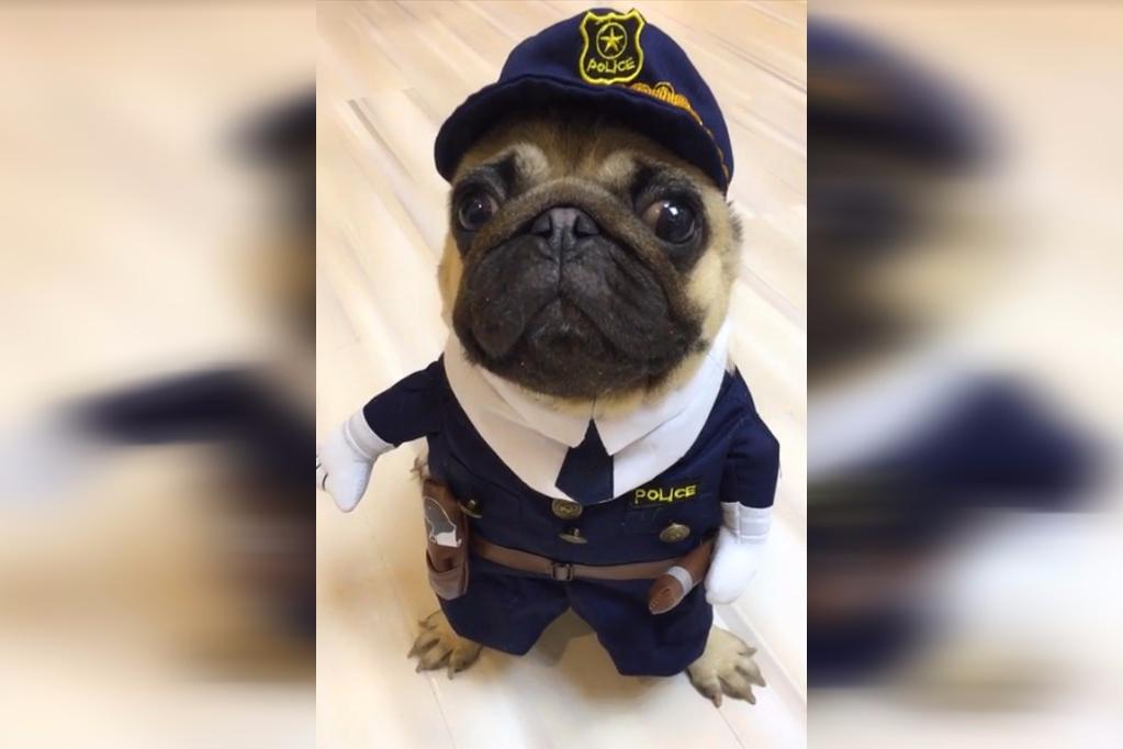 女主人逗小狗说只能吃一个罐头,它生气的样子逗死我了