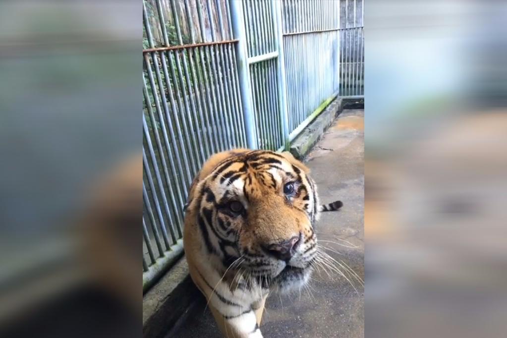 当老虎张开嘴吓唬我的那一刻,它的牙让我差点笑岔气