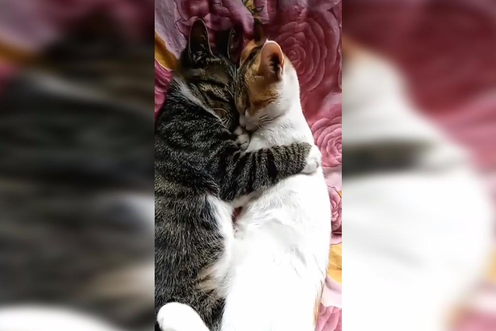 两只猫咪居然在搂着睡觉,女主人实在不忍心打搅它们,笑死