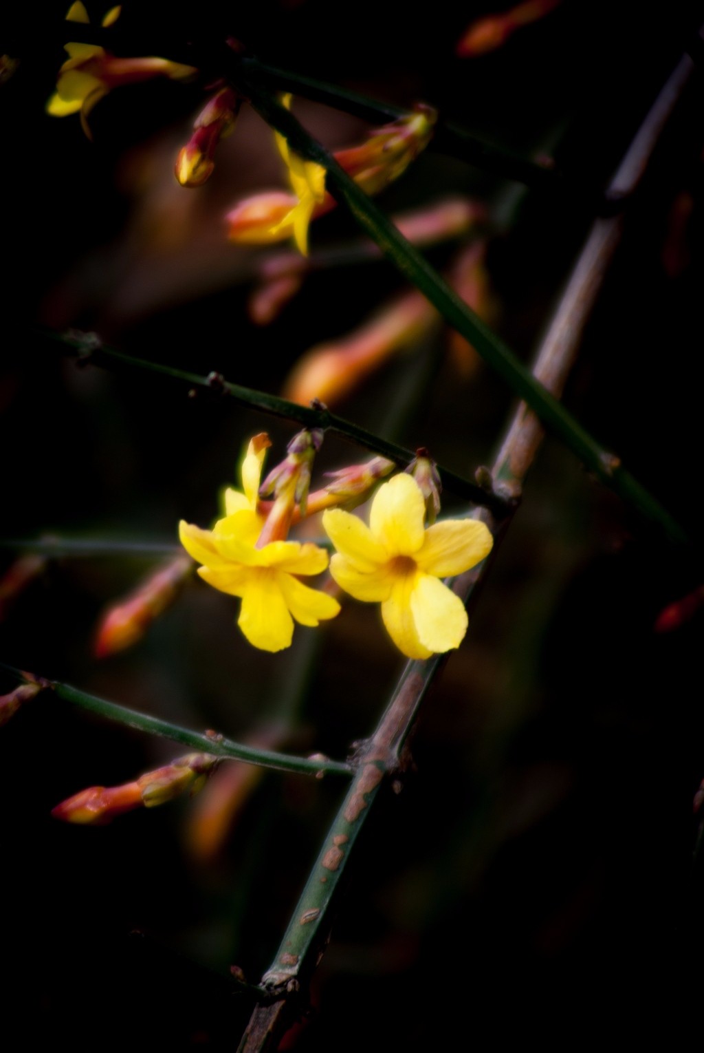 香味扑鼻 可人可爱 迎春花一组 宋渭涛 摄影