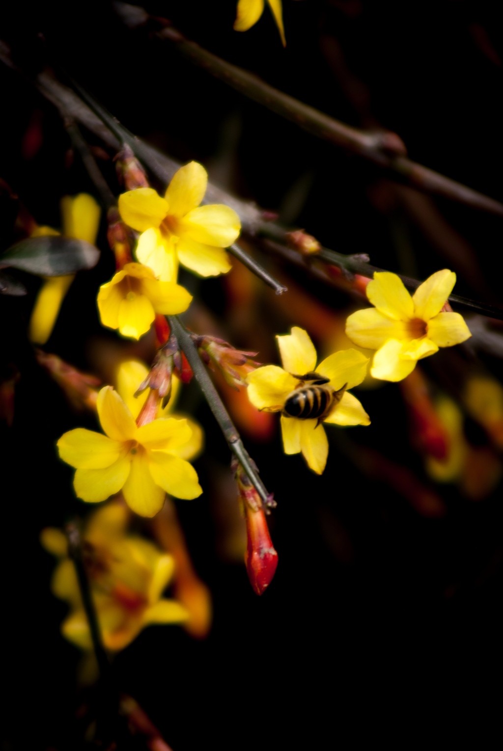 香味扑鼻 可人可爱 迎春花一组 宋渭涛 摄影