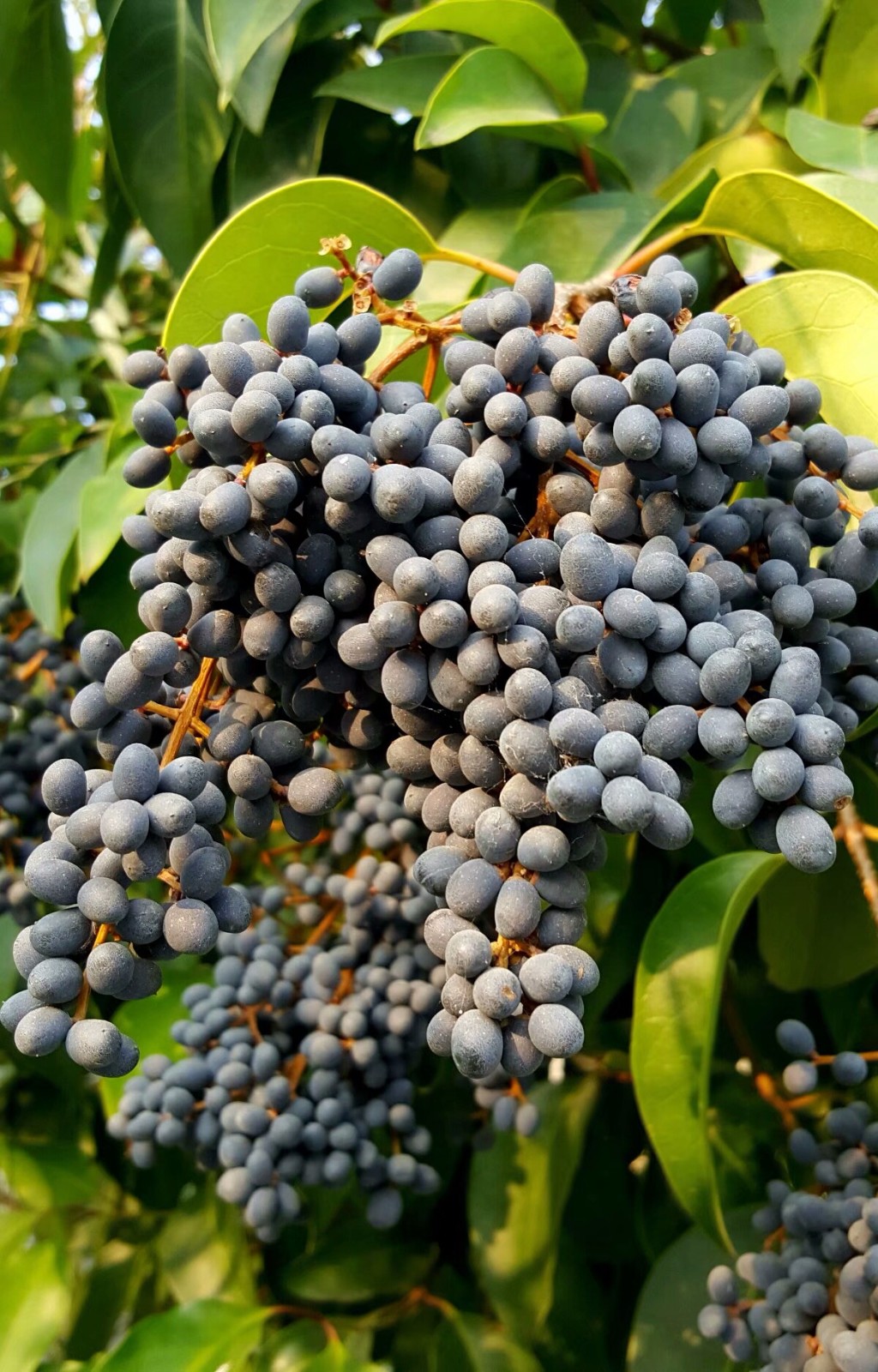 植物百科十六女贞子
