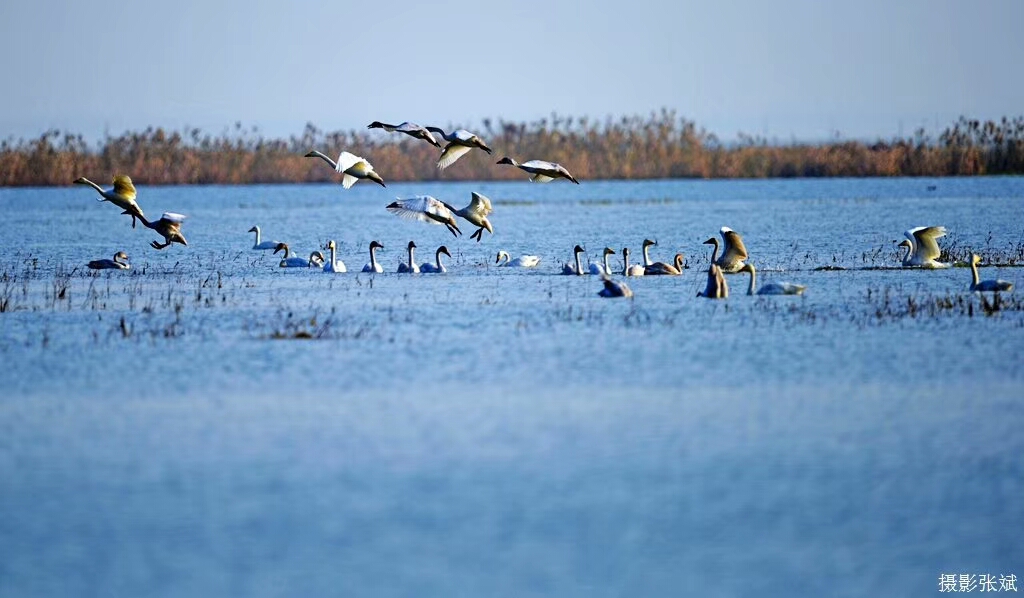 冬季美丽的精灵一一宿鸭湖上_新浪看点