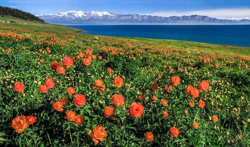 中国12大花海,秒杀外国美景,旅行一定不能错过!