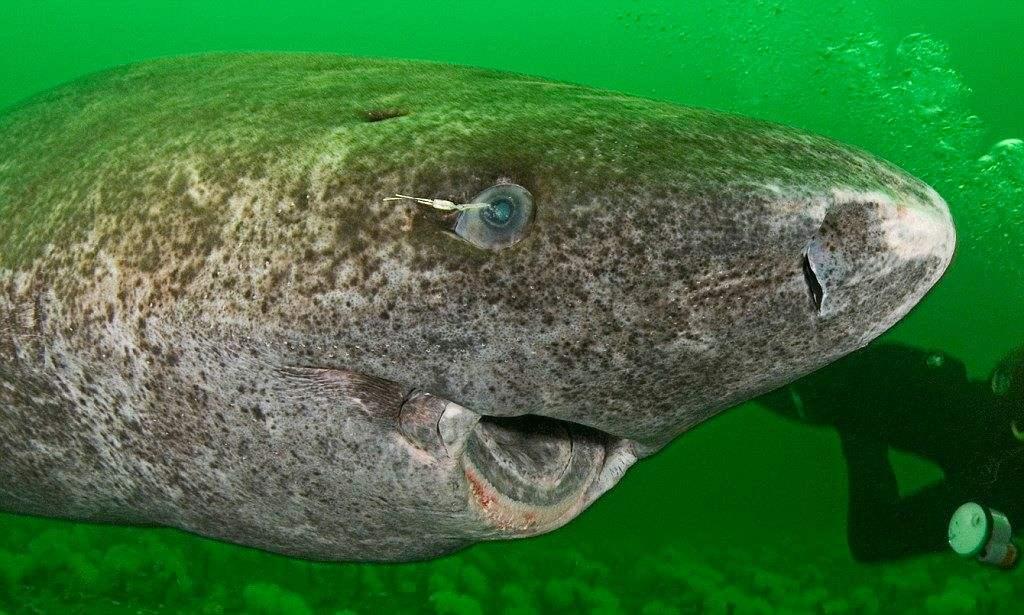 睡鲨(依然健在),寿命真的是长破天有没有,齐天大圣都能从五指山下出来