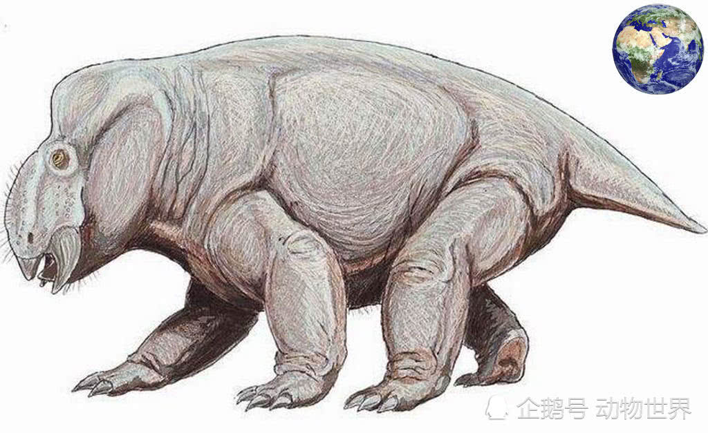 除了长相比较丑陋以外,肯氏兽同样是一种非常笨拙的动物.