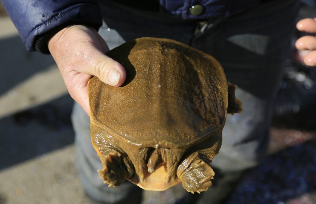 乡村集市卖野生老鳖140一斤摊主说这只两斤重的起码要二十年以上
