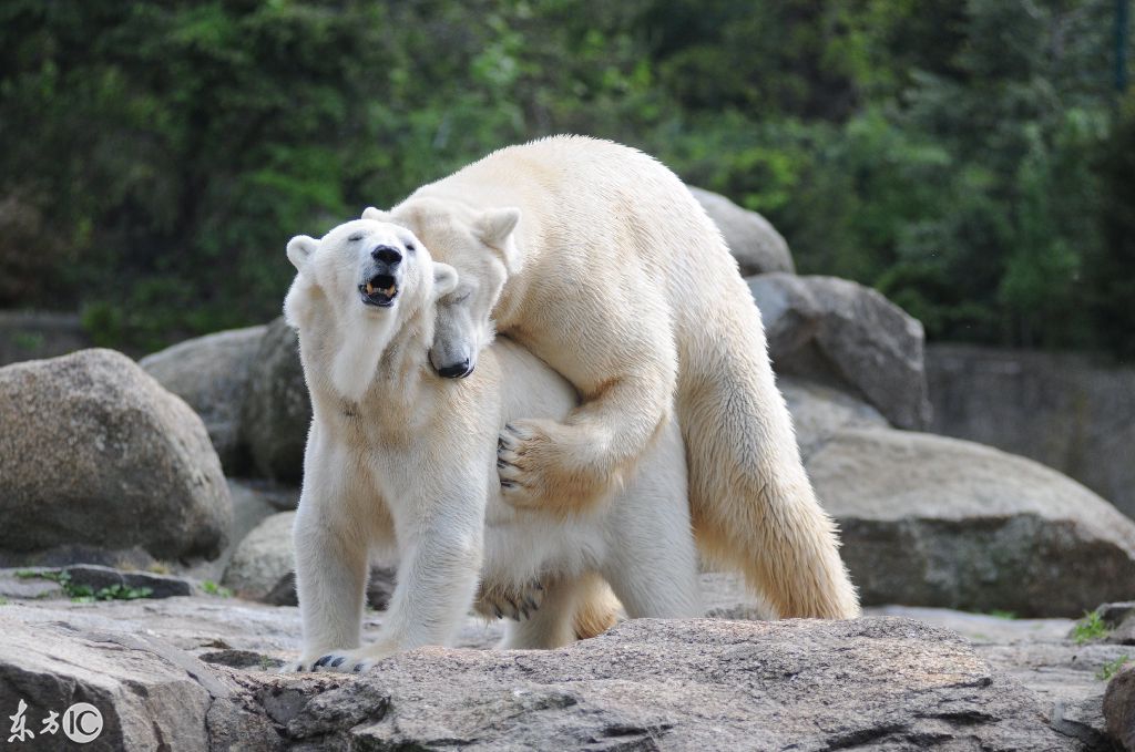 动物睡姿千姿百态,呆萌搞笑忍俊不禁