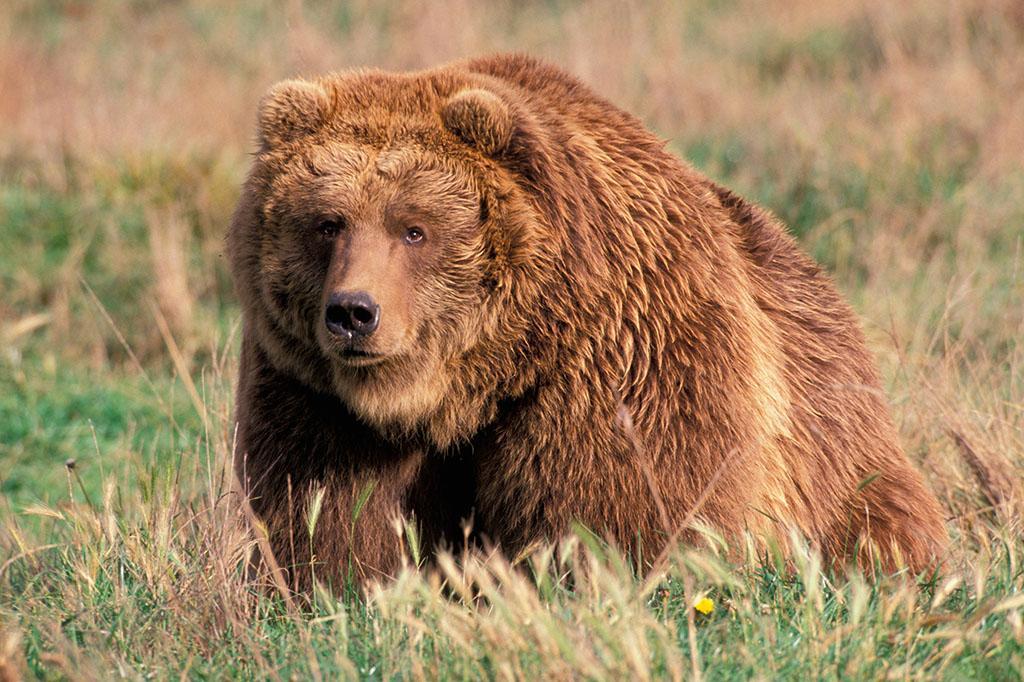 陆地最强的动物霸主, 棕熊中体型最大的亚种