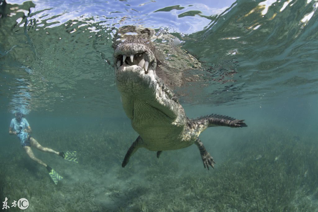 美国男子为拍摄巨鳄,扛着相机直接下水,10名救援人员岸上等待