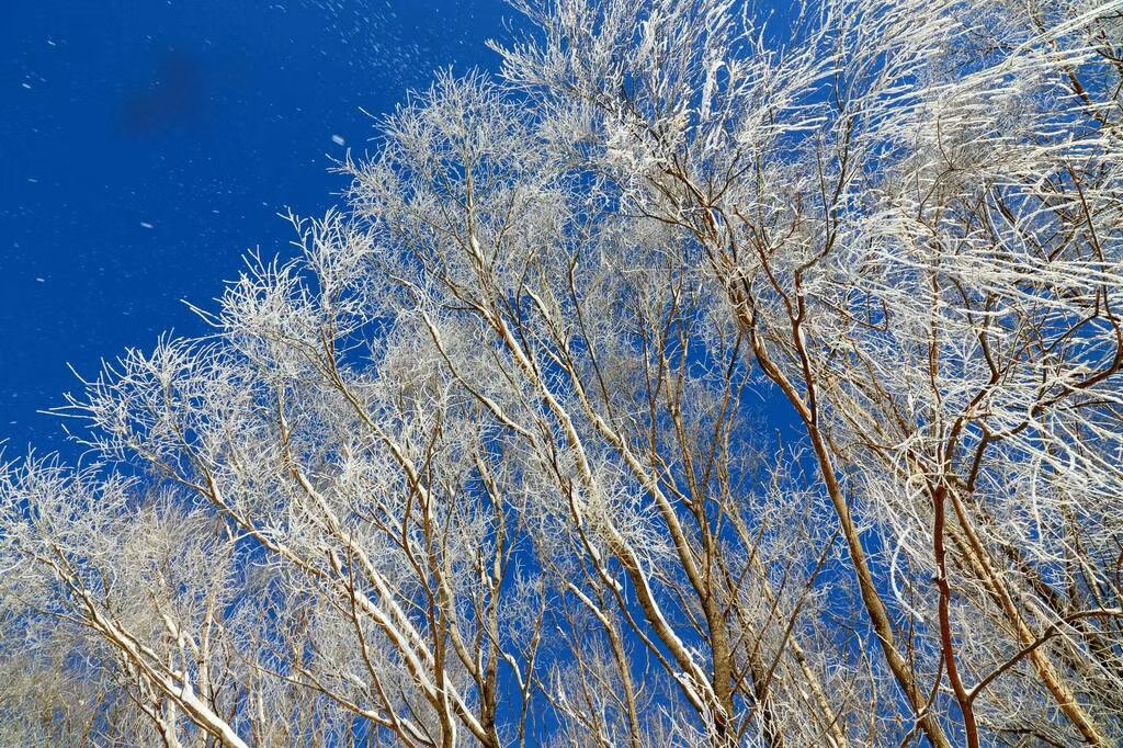 蓝蓝的天,洁白的雾凇相映成画.稀缺美景,吸引了众多市民前去欣赏拍照.