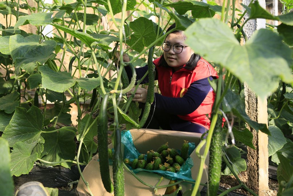 工作人员在帮种植户采摘黄瓜.