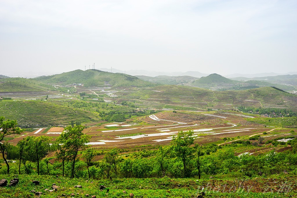 潍坊,安丘辉渠镇,城顶山北坡,梯田