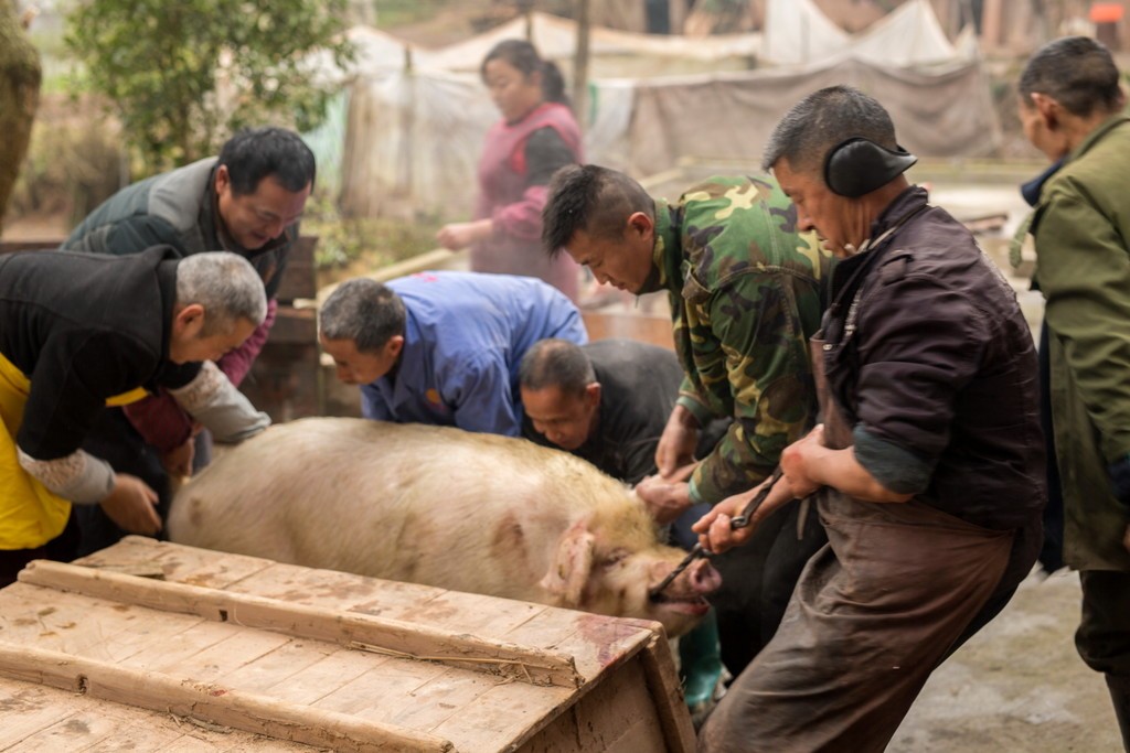 为了泡个木桶浴,猪猪付出了生命的代价,狗狗只好眼巴巴的看着