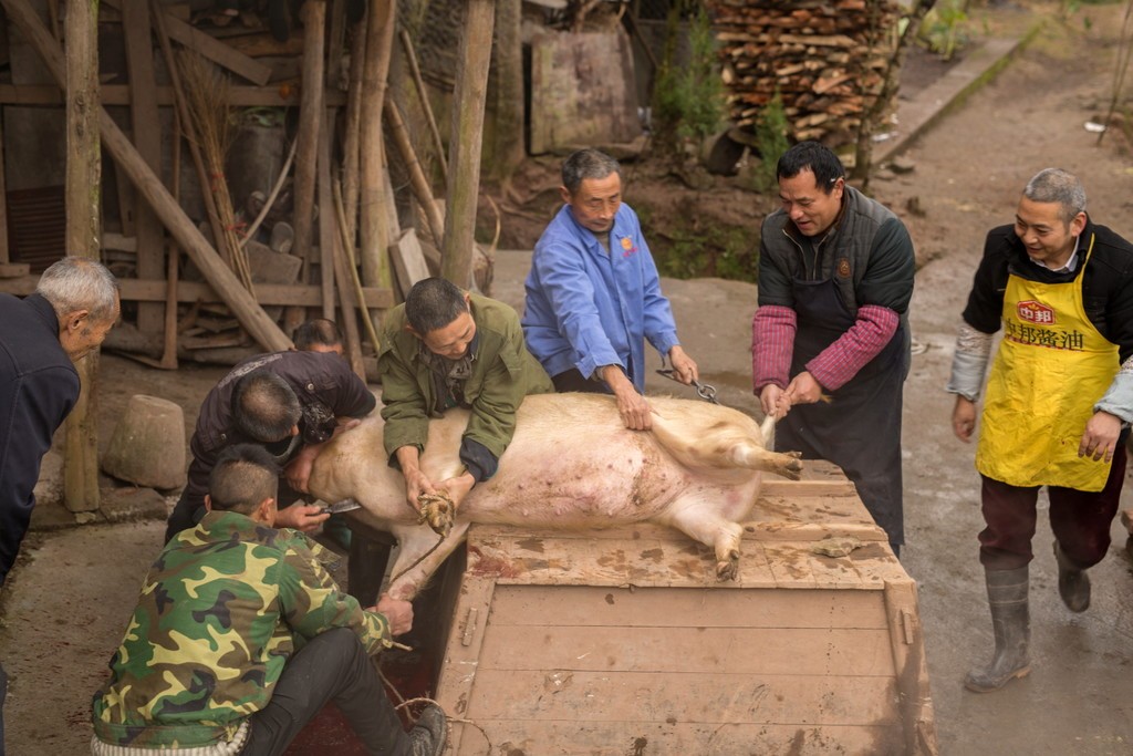 如何给两三百斤的大肥猪洗木桶浴?答案:先把它杀了!