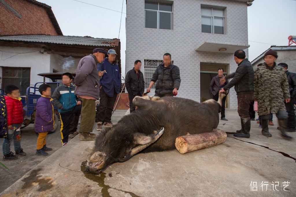 宰杀过年,乡村年俗变化的背后,孩子已不知牛会耕田|牛肉|耕牛|水牛
