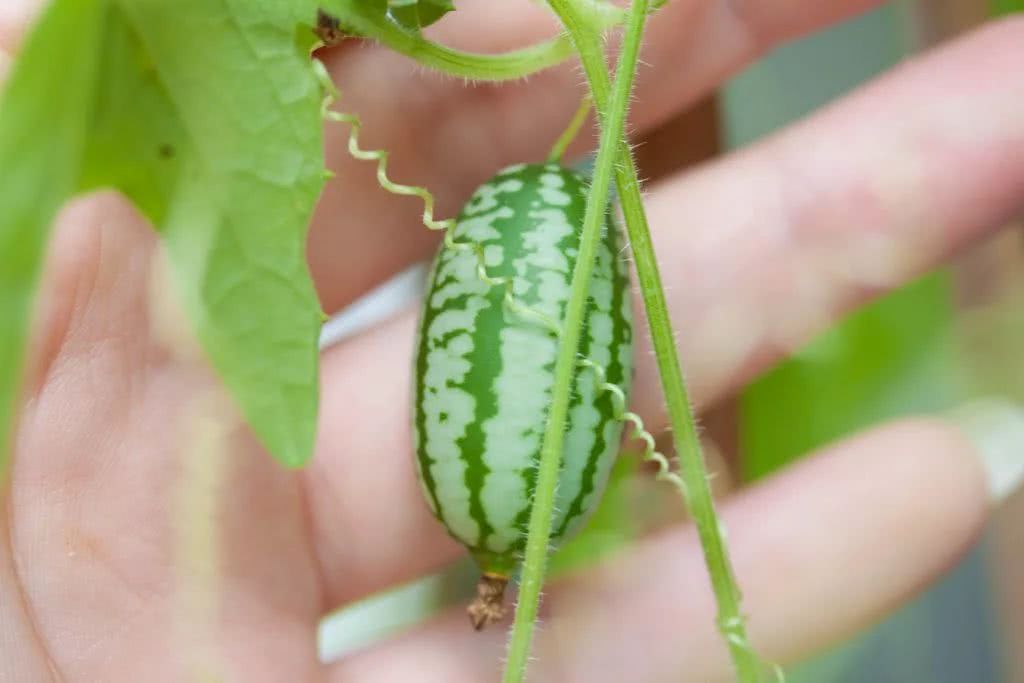 可以用块茎繁殖的拇指西瓜,养阳台上年年都能结果