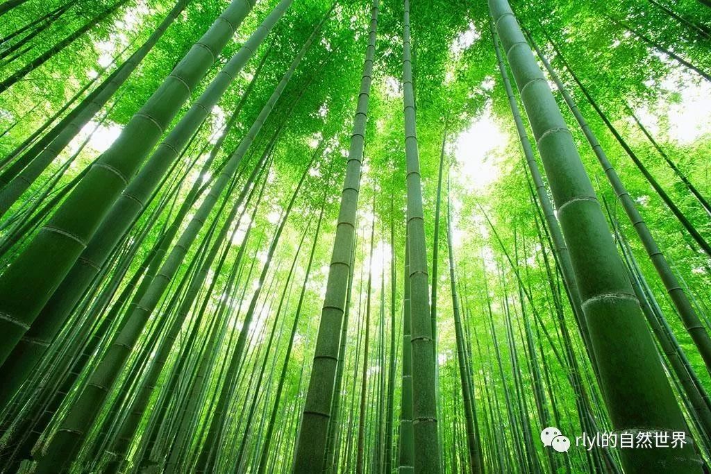 河北省冻不死的竹子是什么品种？