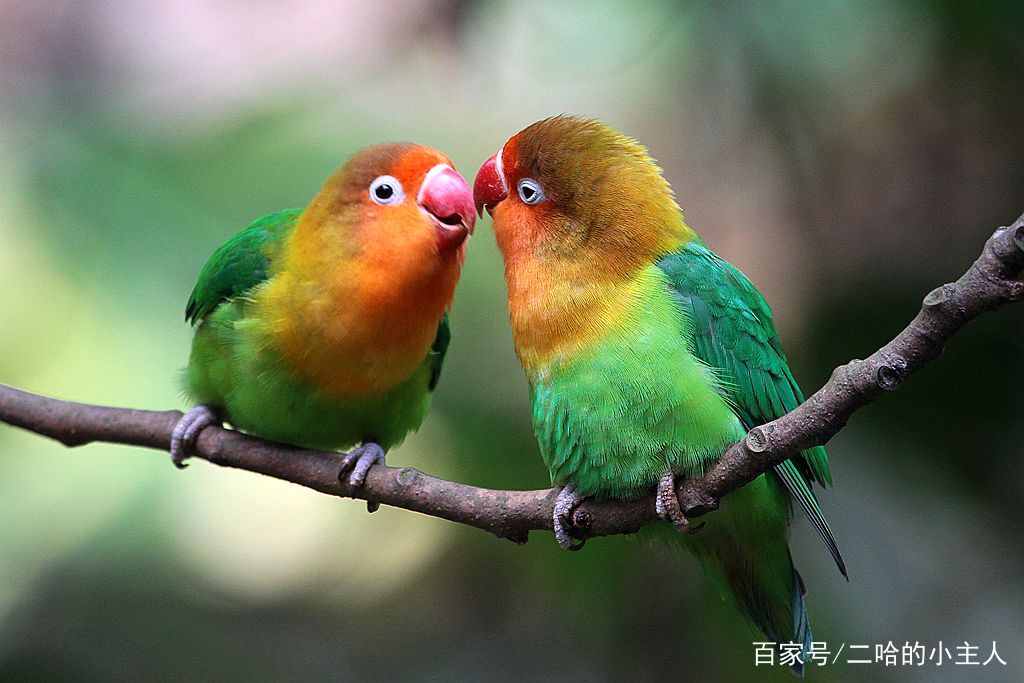 例如病毒引起的拉稀,其排泄物主要呈现黄绿色;细菌所引起的拉稀会呈现