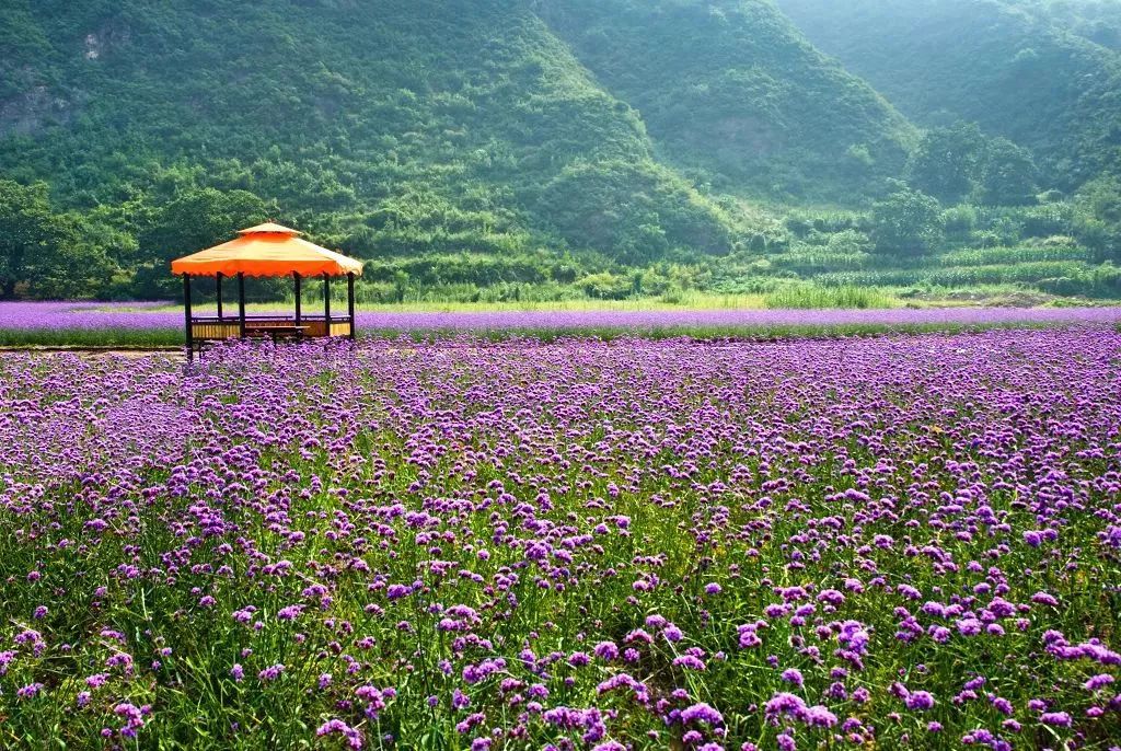 西山区的这片花海居然有30个足球场那么大