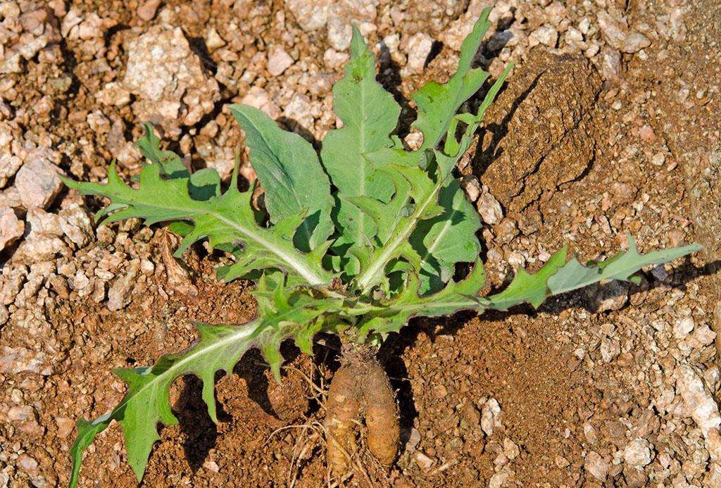 正是由于山莴苣这些良好的作用,也使得山莴苣越来越受到重视,被不少