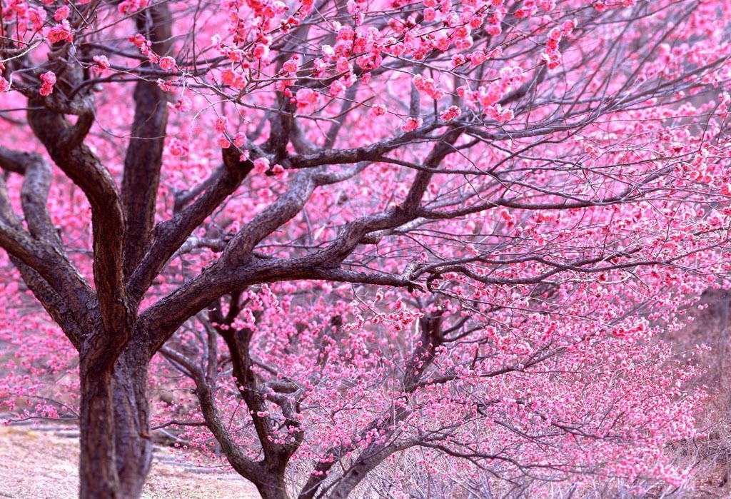六盘水原创文学推荐 《梦里桃花》