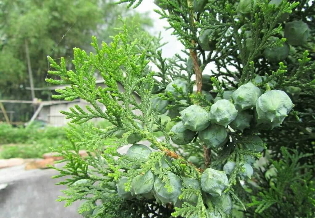 农村生命力旺盛的一种树,还能缓解疲劳抑制抑郁情绪的作用|柏树|生命