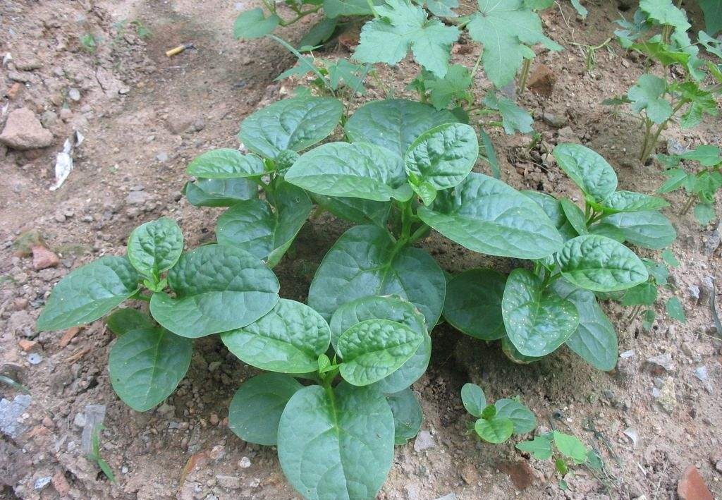 农村这4种野菜,都是天然"高钙菜",尤其最后一种堪比钙片