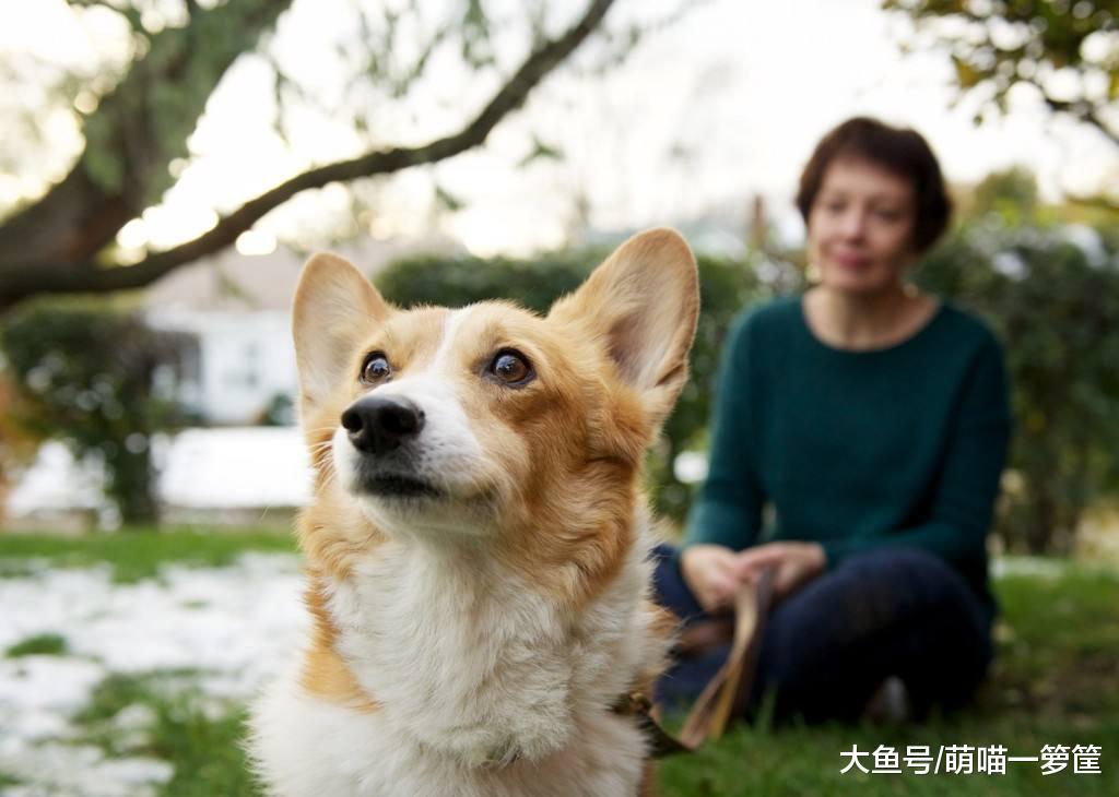 养宠物还能满足主人的社交需求? 养宠物的这些好处你未必知道