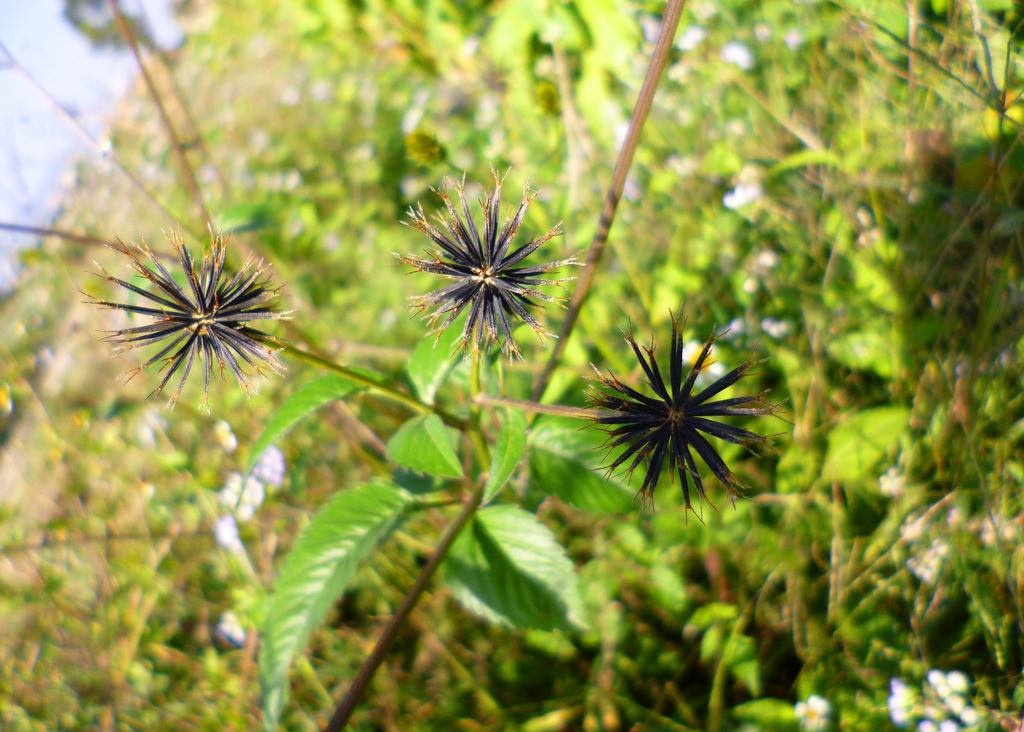 农村这4种野草全都带刺让人头疼尤其最后一种人狗都怕