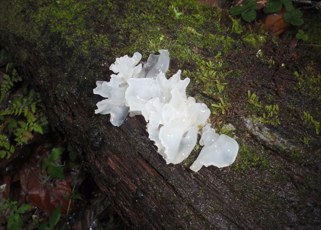 农村这8种野菜山珍,被称为"草八珍",第3种高达2000元一斤|猴头菇|野菜