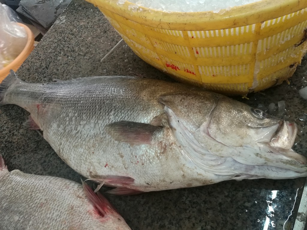 25斤罕见大鲈鱼售价六百元无人问津 摊主早早收摊回家吃饭_新浪看点