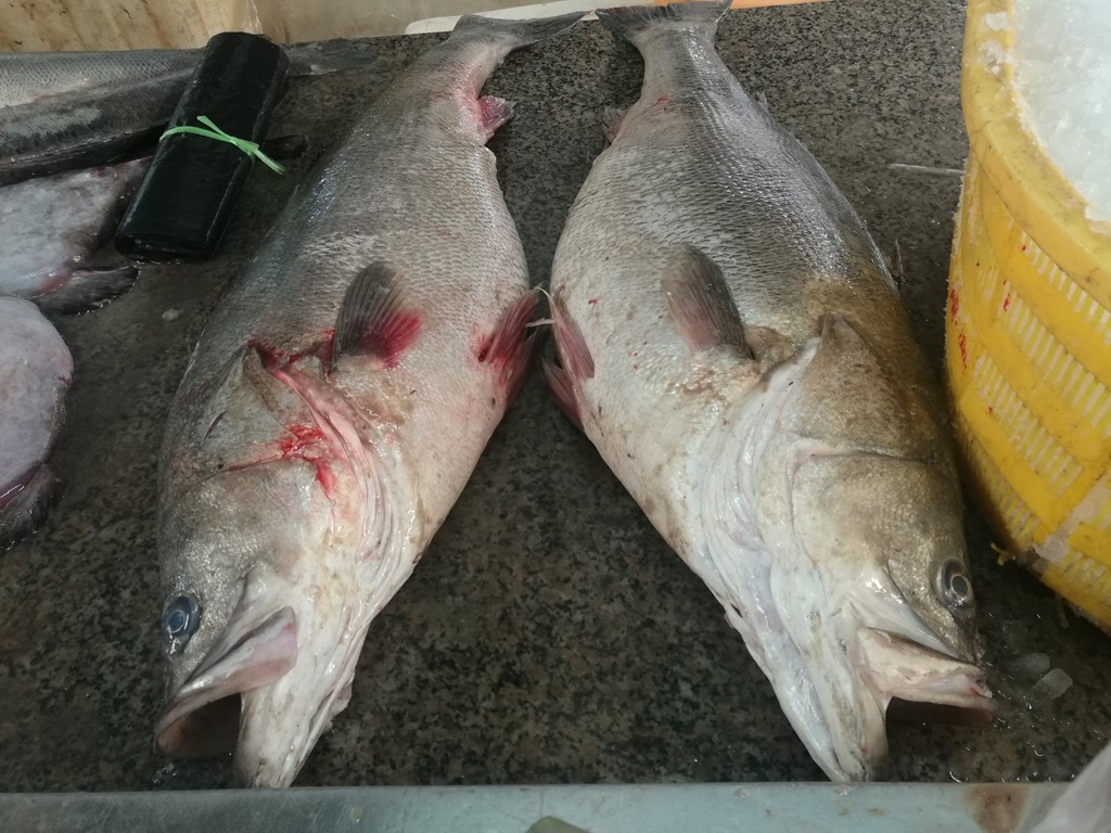 25斤罕见大鲈鱼售价六百元无人问津 摊主早早收摊回家吃饭_新浪看点