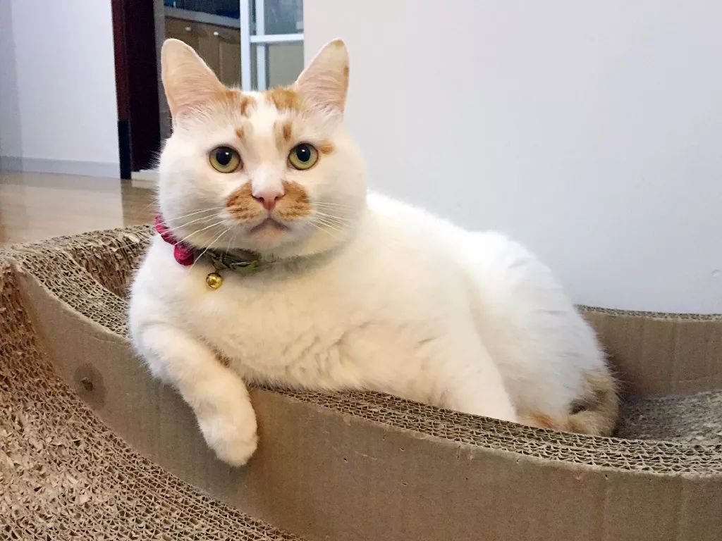 网红猫楼楼去世我们的表情包回喵星球了