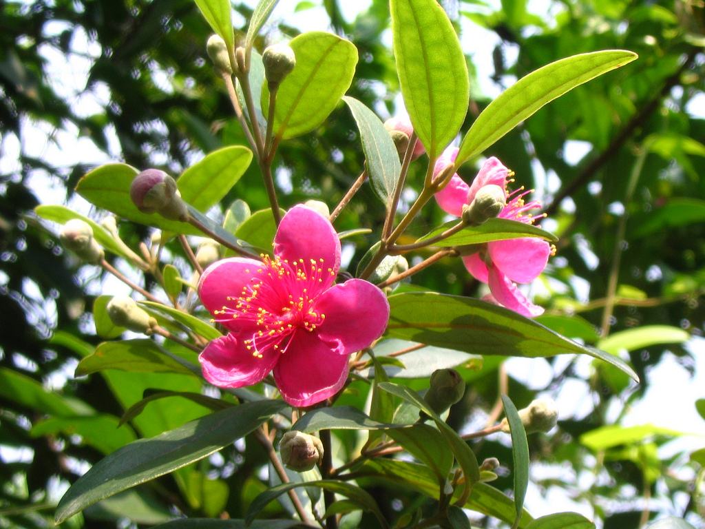 农村山里常见野果吃起来很甜还能泡酒如今20元一斤成稀罕货