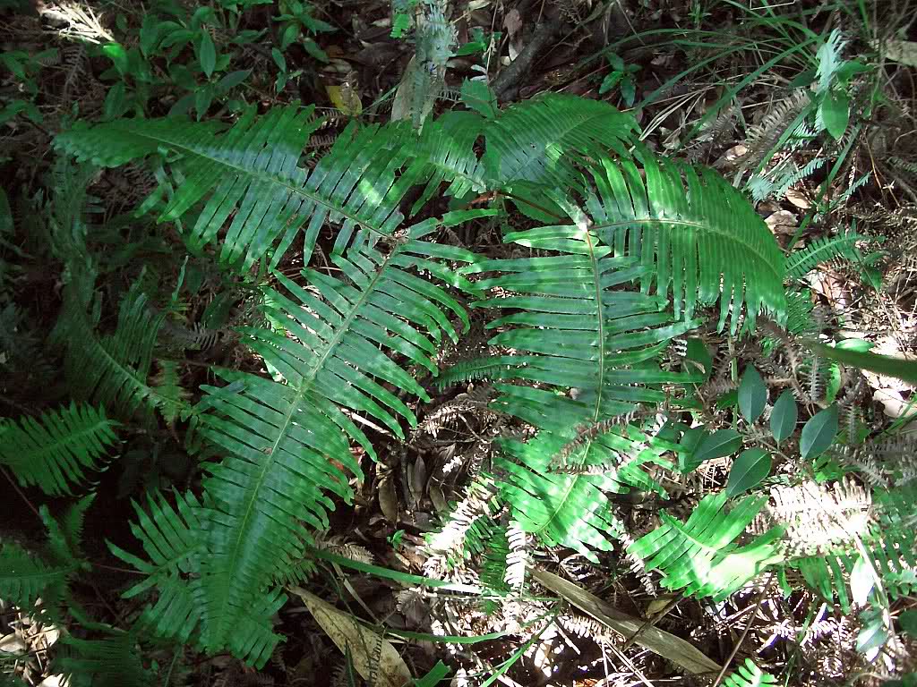 看到芒萁第一眼,不少朋友估计会以为这是"蜈蚣草"吧,确实芒萁长的很像