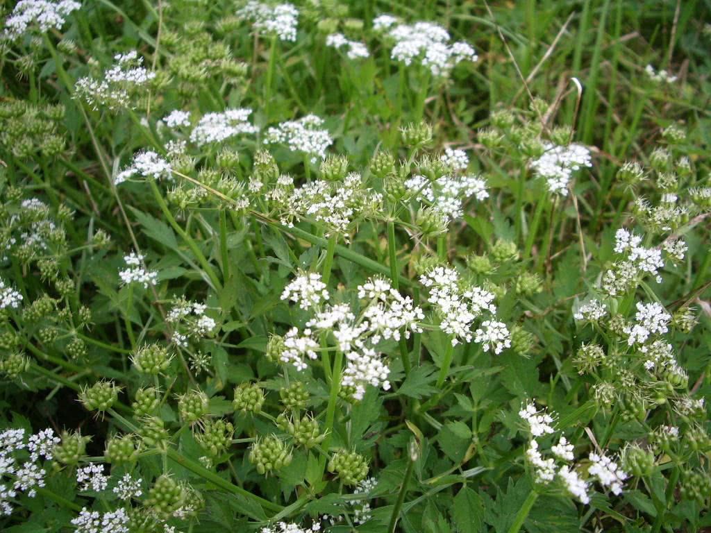 农村这种水生野菜很美味,却长得像一种毒草,让人又爱又怕