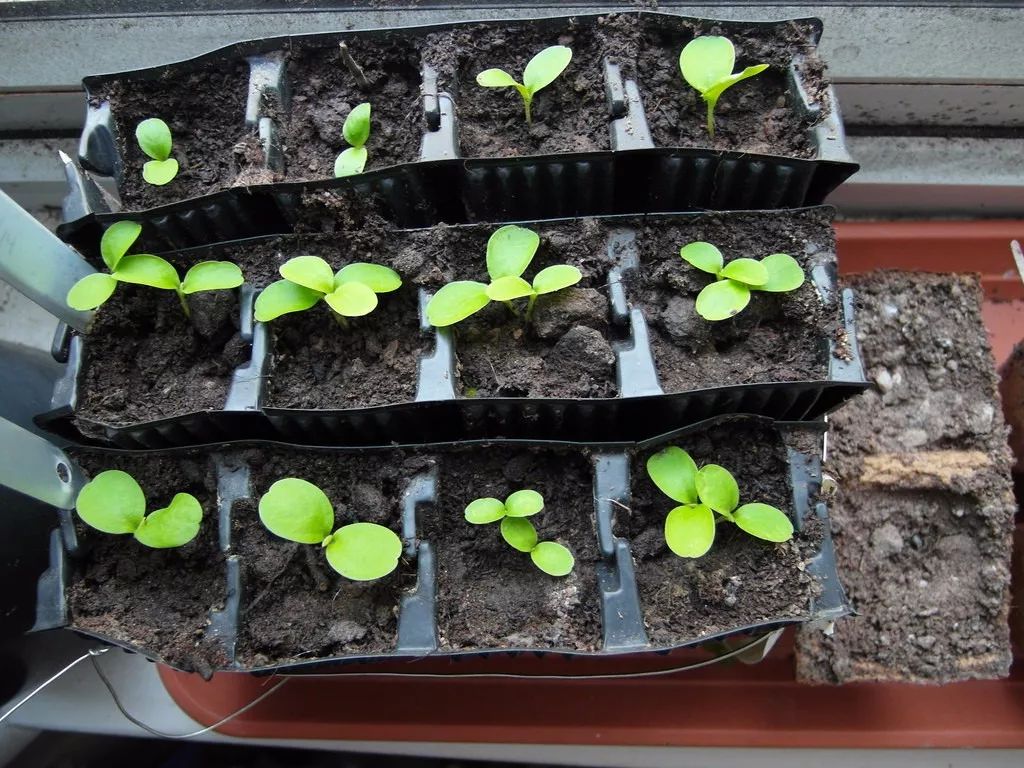 可以用块茎繁殖的拇指西瓜,养阳台上年年都能结果