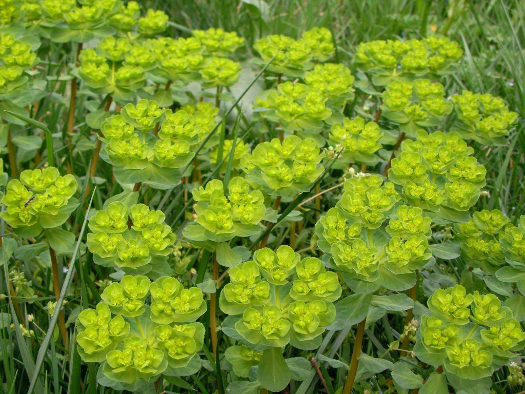 农村这种"奶浆草",老人说碰了会"烂手",却不知它全身都是宝