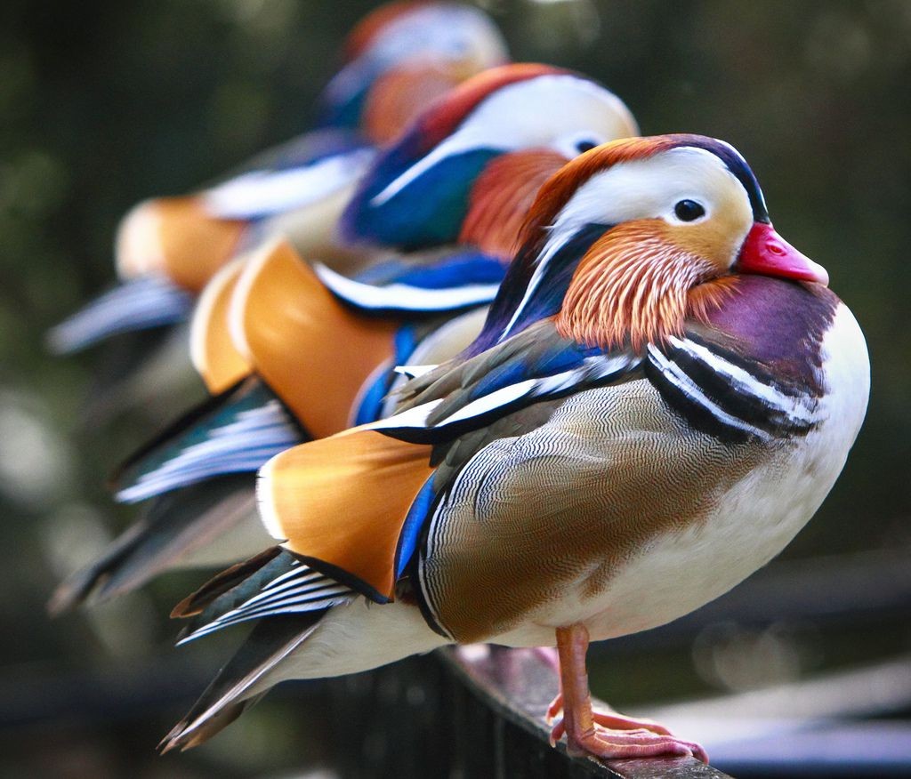 世界上色彩艳丽的5种动物你见过哪一种