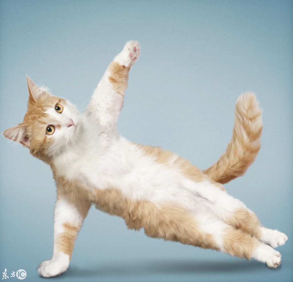 喵星人和汪星人练瑜伽