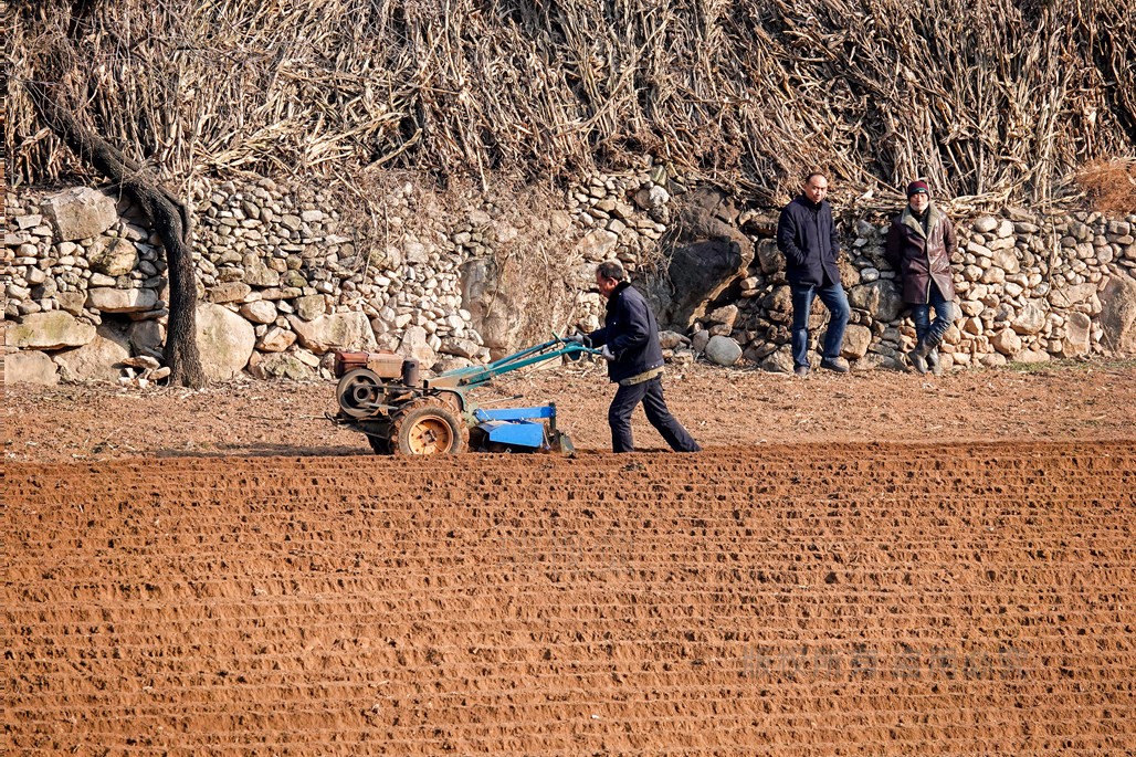 隆冬时节,南太行深山区老年农民精耕细作,浇水种植中药白芍?