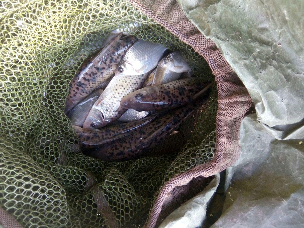 松花江里名贵鱼种,在重庆被叫做"花参"每年冬天是垂钓的好时机