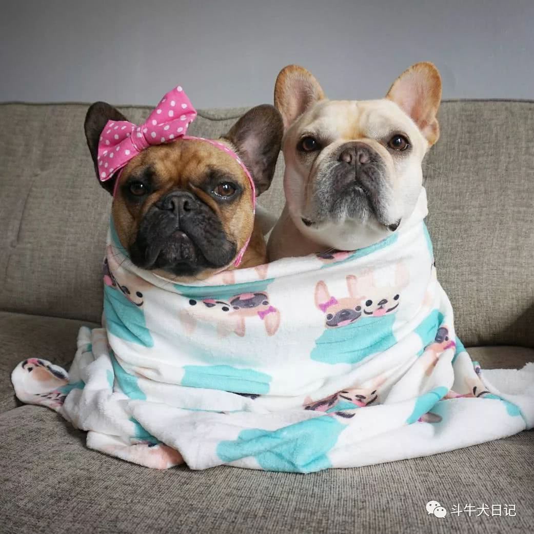 结婚5年的斗牛犬是宠物界模仿夫妻,每天日常就是吃饭睡觉秀恩爱