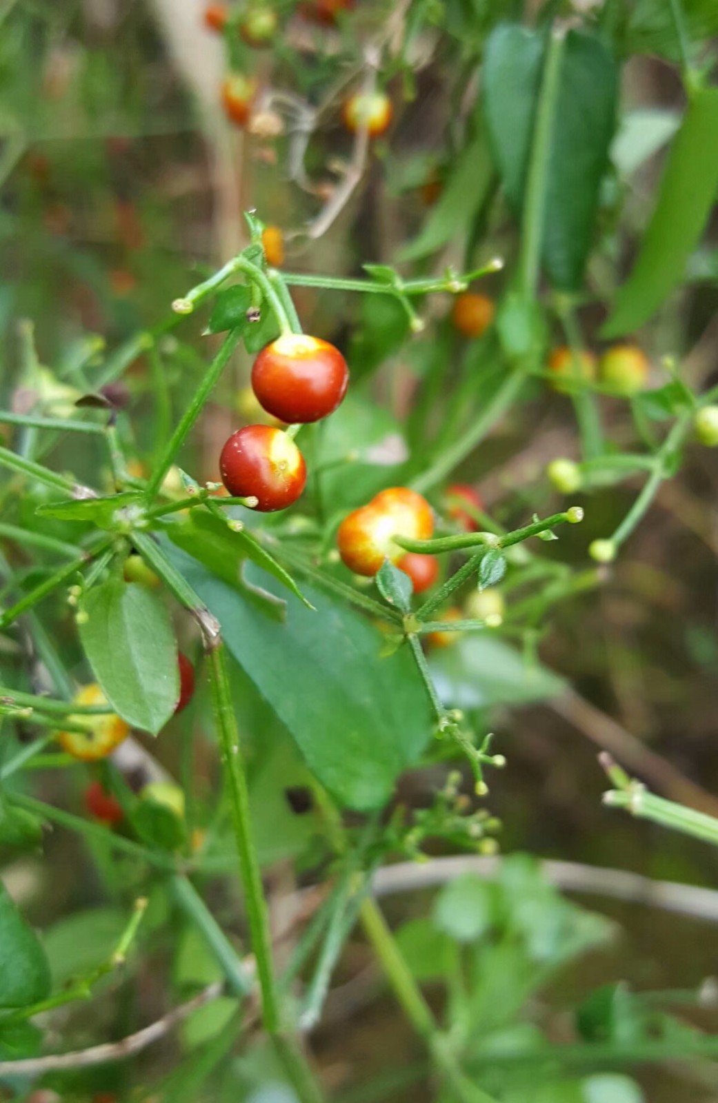 茜草可用于治疗因外感风寒湿邪,侵袭肌表经络,郁久不解化热所致关节
