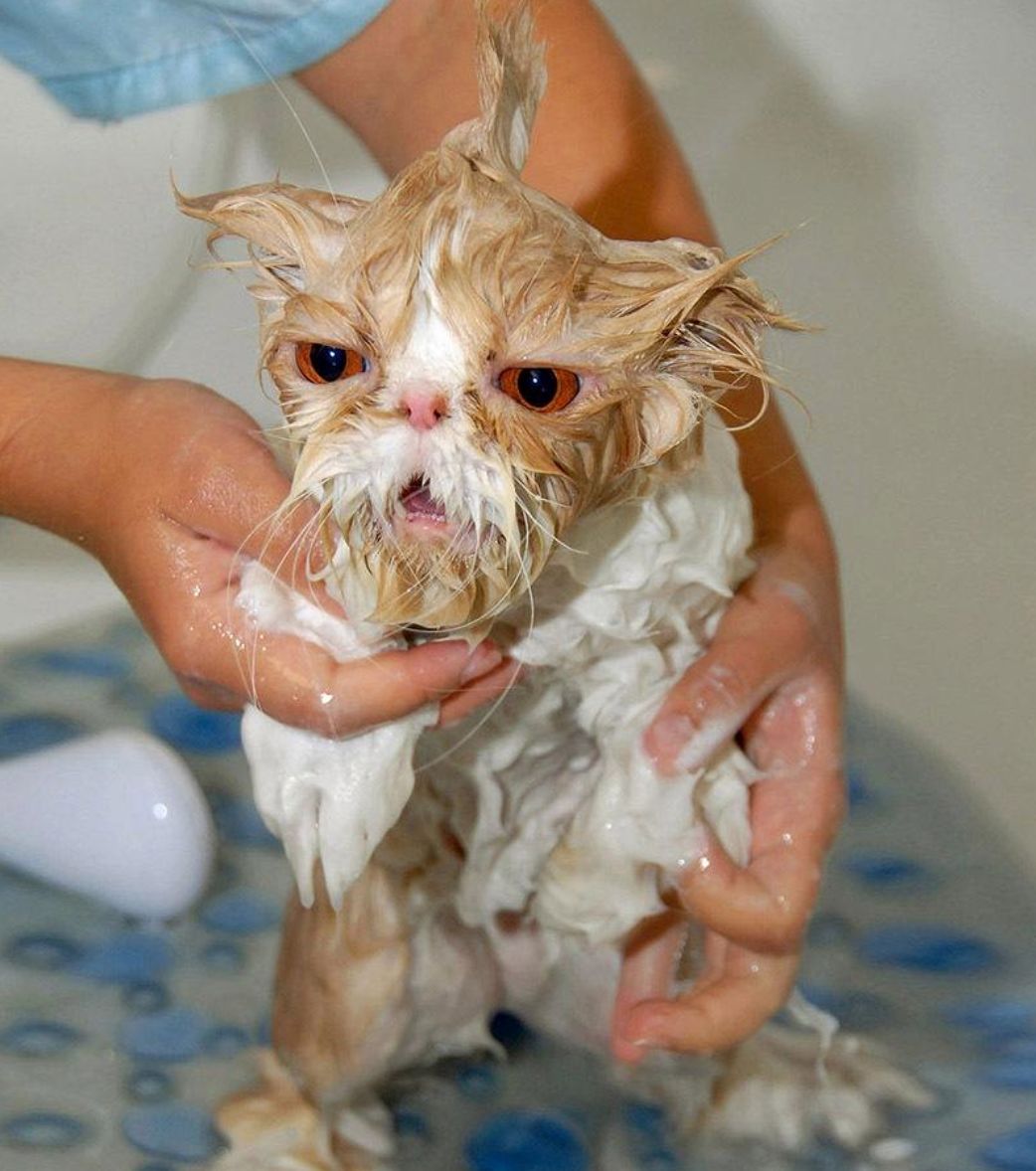 猫咪私密洗浴照被公开看到它们的表情我觉得我是个罪人