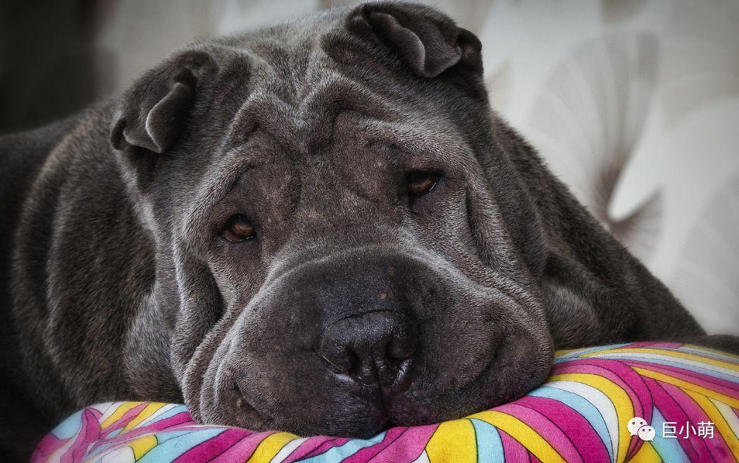 地球上最不高兴的狗, 不高兴又怎么了!