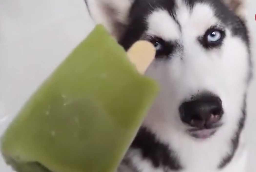 哈士奇教你如何正确的吃雪糕,狗牙都快被冻掉了,表情太逗了!