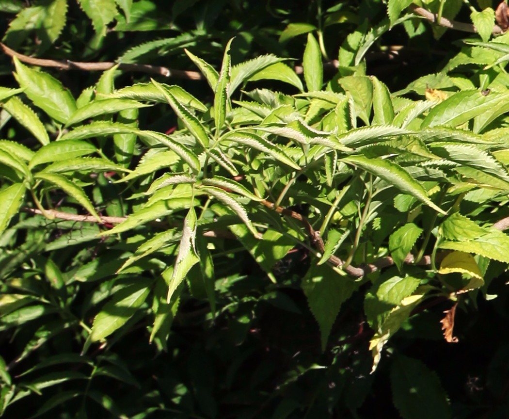 接骨树藏深山千年,当地人视为珍宝