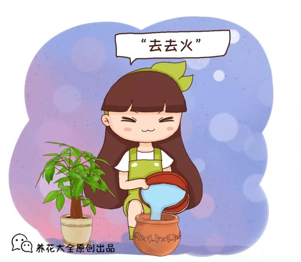 刚买的花盆得先去去火否则不管啥花上盆就死